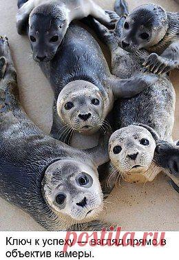 Белые медведи под водой