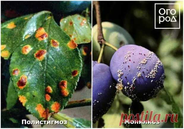 (32) Почему осыпаются завязи и плоды на яблоне, сливе, вишне и других деревьях - Наша дача - медиаплатформа МирТесен