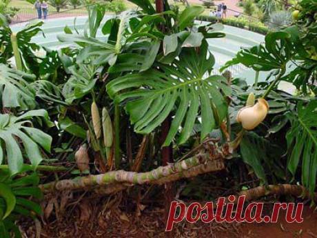 Монстера - Комнатные растения, уход