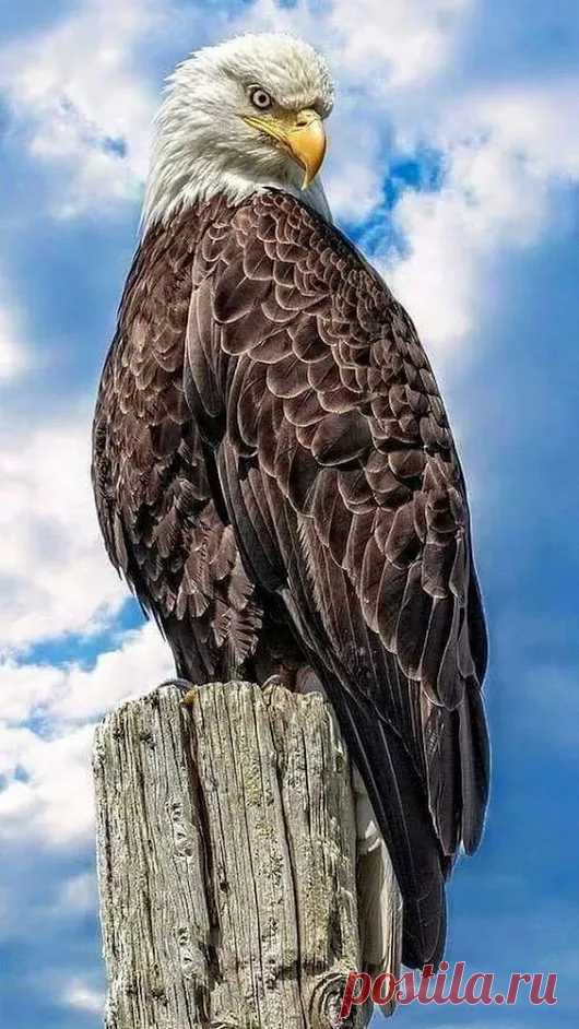 Animal life – Google+