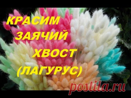 Простой способ покраски колосьев заячьего хвостика (лагуруса)
