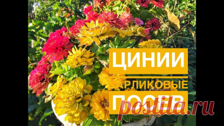 Дачные сезоны с Мариной Рыкалиной. Циния карликовая В этом выпуске посеем карликовые сорта цинии. Вместе с Иваном Якшиным выберем семенной картофель, удобрения для подкормки и интересные сорта декоративных кул...