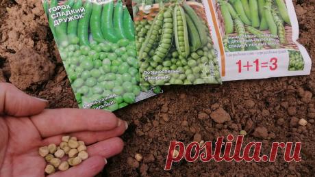 Выращивание гороха на грядке. Придерживаюсь уже 3 года неесколько советов для получения обильного урожая (стало в 5 раз больше) | Идеальный огород | Дзен