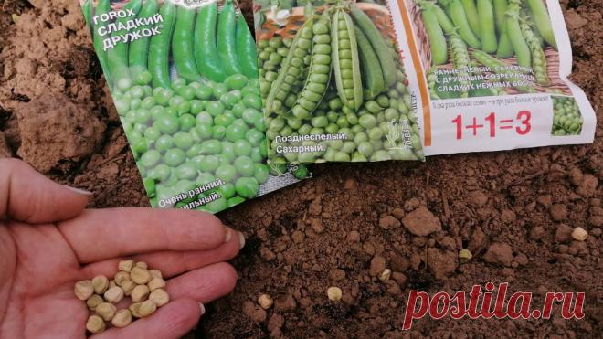 Выращивание гороха на грядке. Придерживаюсь уже 3 года неесколько советов для получения обильного урожая (стало в 5 раз больше) | Идеальный огород | Дзен