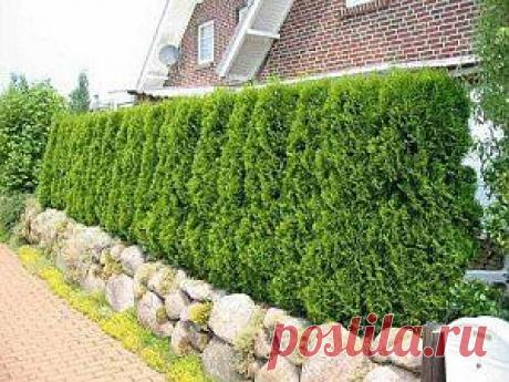 Формирование хвойных, как придать форму | Дача - впрок