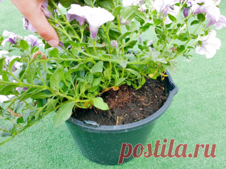 После стрижки самым правильным будет применить удобрение для стимуляции роста зелёной массы - азотсодержащие препараты, у которых в сочетании NPK первой компоненты больше всего, например, 30:10:10. Это может быть удобрение по листу или же состав, разведённый для полива.
Даже если при посадке вы закладывали какие-либо долгоиграющие добавки, это не будет лишним, а поспособствует более быстрому росту.