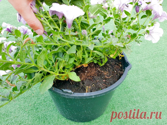 После стрижки самым правильным будет применить удобрение для стимуляции роста зелёной массы - азотсодержащие препараты, у которых в сочетании NPK первой компоненты больше всего, например, 30:10:10. Это может быть удобрение по листу или же состав, разведённый для полива.
Даже если при посадке вы закладывали какие-либо долгоиграющие добавки, это не будет лишним, а поспособствует более быстрому росту.