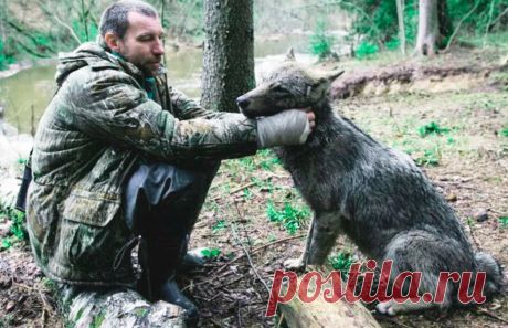 Мужчина выходил волчицу с волчатами, а та спустя годы спасла ему жизнь | Тайган | Дзен