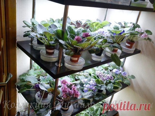 Фиалка-моя мечта!
Наталья Михайлова