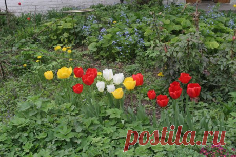 Цветы | Фотографии сергей ефременко | 9668 фото