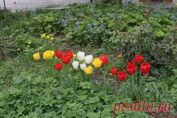 Цветы | Фотографии сергей ефременко | 9668 фото