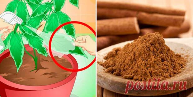 Она насыпала ложку корицы в горшок с растением - результат блеск!  Корица — специя, исключительно полезная для здоровья! Она ускоряет метаболизм, обладает антисептическим действием и так приятно пахнет… Съев булочку с корицей, ты еще долго будешь ощущать вокруг аром…