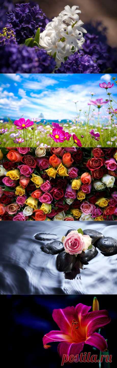 Просто цветы для хорошего настроения