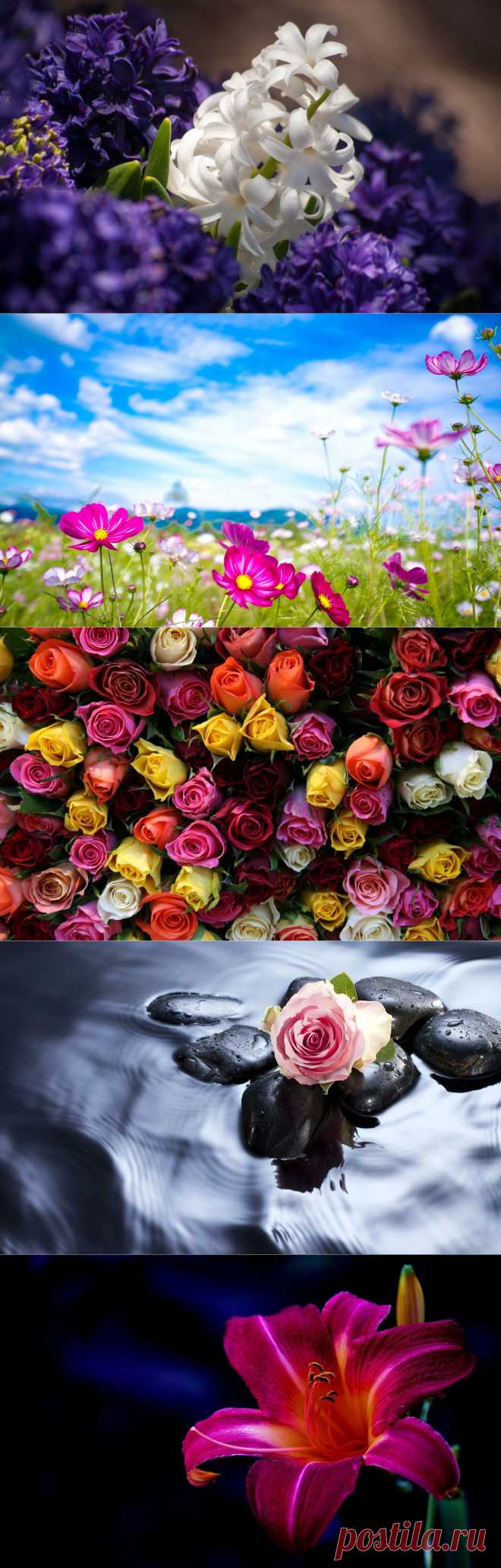 Просто цветы для хорошего настроения