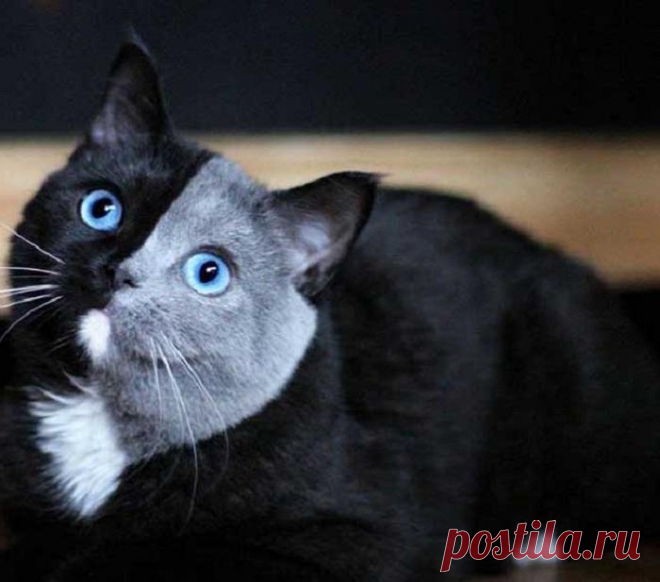 Котенок родился с 