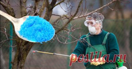 Коли та чим потрібно обробляти сад від шкідників та хвороб на весні Щоб дерева й кущі активно плодоносили, їх потрібно весною обробити від різноманітних хвороб та шкідливих комах.    Строки робіт.    Все залежить від погодних умов та регіонів. Проводити весняну обробку садових насаджень, потрібно орієнтовно на початку квітня до розпускання