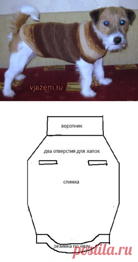 Мастеркласс: как связать свитер для собаки спицами | vjazem.ru