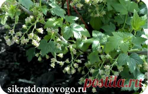 Весенняя обработка смородины | СЕКРЕТЫ ДОМОВОГО