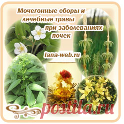 Лекарственные травы для лечения и очищения почек.