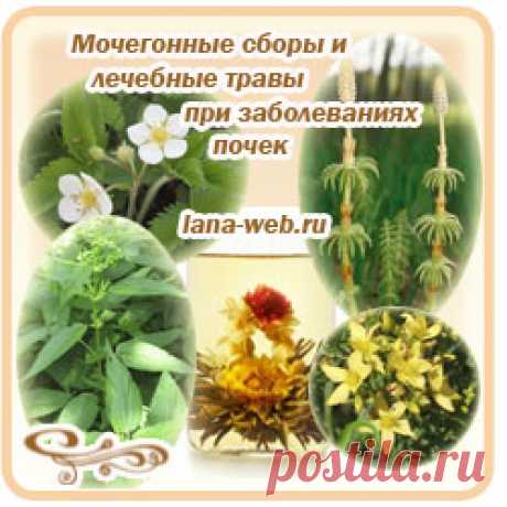 Лекарственные травы для лечения и очищения почек.