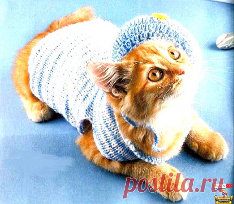 Вязаная одежда для кошек — Костюм морячки - Чисто КОТ