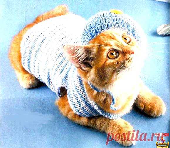 Вязаная одежда для кошек — Костюм морячки - Чисто КОТ