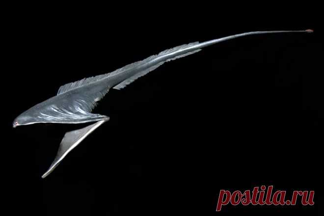12 самых странных и редких существ, живущих под водой