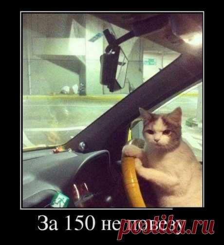 Кот и Пёс