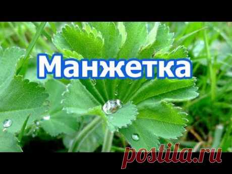 Лекарственное растение манжетка обыкновенная, полезные свойства, применение травы, противопоказания.