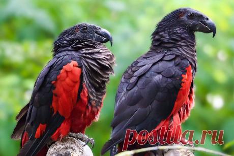 Дракула птичьего мира | Планетяне | Дзен