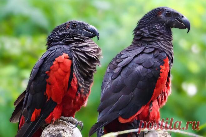 Дракула птичьего мира | Планетяне | Дзен