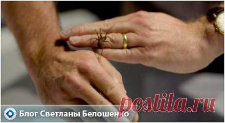 Сегодня я расскажу вам почему нельзя убивать паука в своей квартире. Паук – это хранитель жилища. Он в силах отпугнуть злую силу и скопившийся негатив.