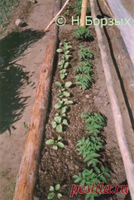 ТОМАТЫ БЕЗ РАССАДЫ
При дефиците времени весной иногда можно отказаться от рассадного периода. При этом отпадают хлопоты с подготовкой горшочков, пропариванием земли, ежедневным поливом рассады и регулировкой температуры в помещении. Посейте томаты прямо в грунт. 
Семена 
Нужно взять из одной партии, не меньше ста штук. Это должен быть один сорт, чтобы гряда была однородной по высоте и формировке кустов. Лучше использовать собственные семена, взятые из хороших плодов раннего сорта, типа Ракета,