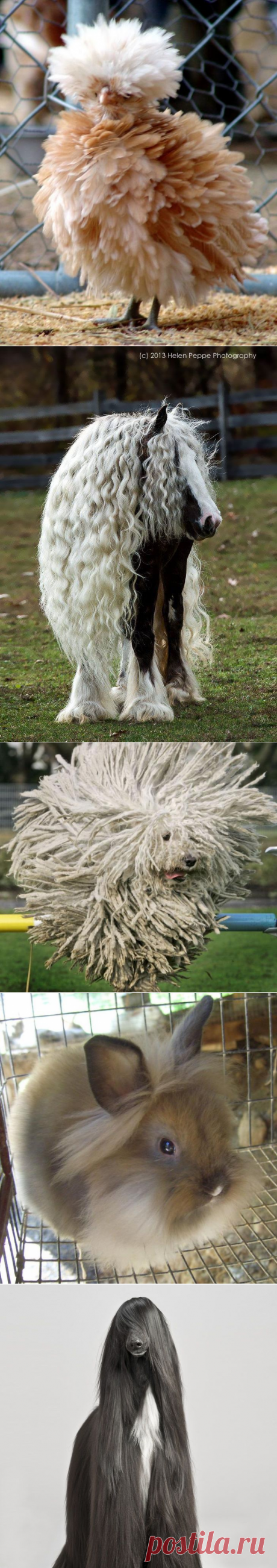 25 животных с самой невероятной шерстью и потрясающим оперением