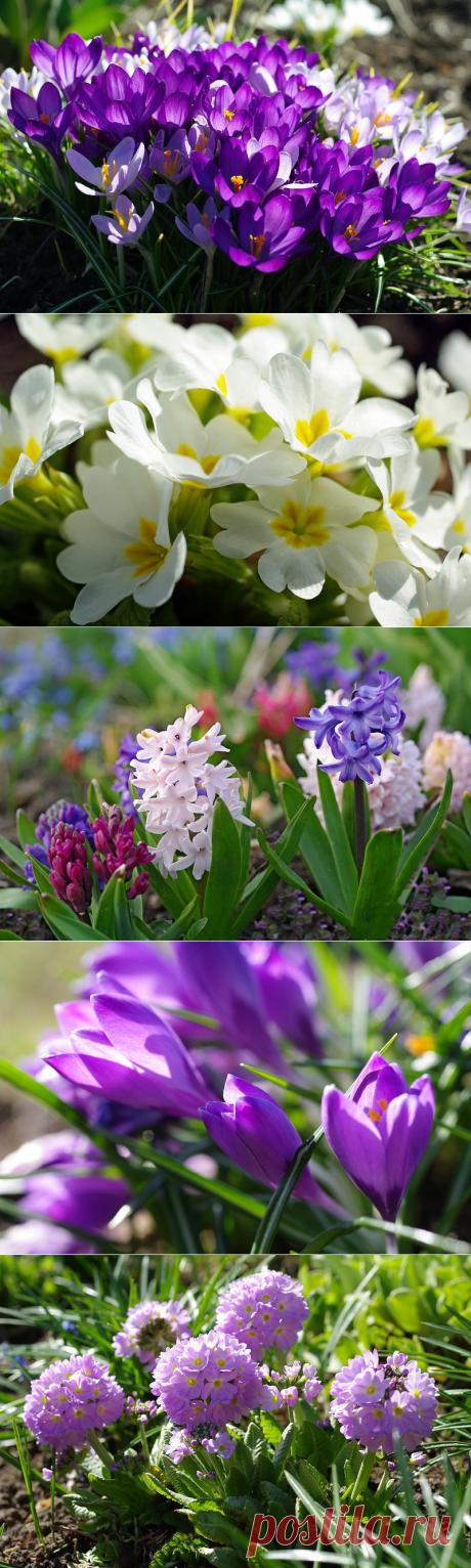 ВЕСНА В ОБЪЕКТИВЕ ФОТОГРАФА