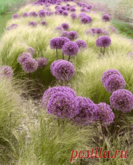 Ковыль в саду | КРАСИВЫЕ ИДЕИ ДЛЯ САДА