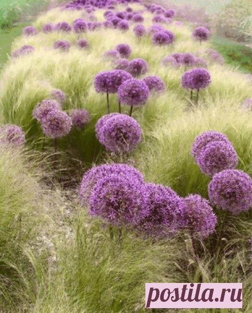 Ковыль в саду | КРАСИВЫЕ ИДЕИ ДЛЯ САДА