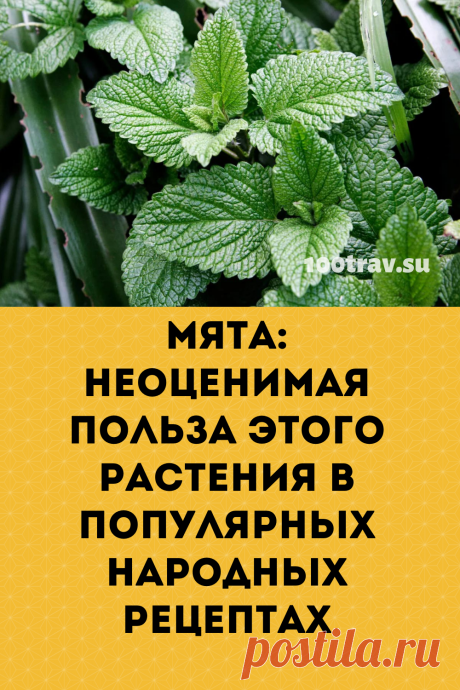 Мята перечная содержит эфирное масло, флавоноиды, дубильные вещества и горечи - вот основные действующие вещества этого растения. Важнейший компонент в эфирном масле - ментол (до 60%), при нанесении на слизистые оболочки или втирании в кожу раздражающий нервные окончания и вызывающий ощущение холода и покалывания.