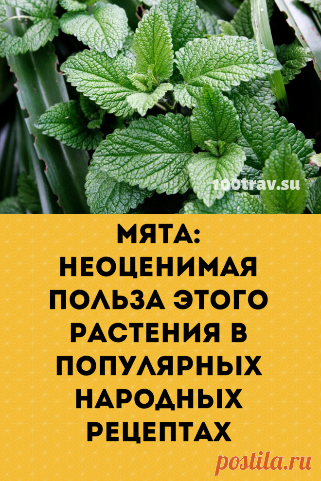 Мята перечная содержит эфирное масло, флавоноиды, дубильные вещества и горечи - вот основные действующие вещества этого растения. Важнейший компонент в эфирном масле - ментол (до 60%), при нанесении на слизистые оболочки или втирании в кожу раздражающий нервные окончания и вызывающий ощущение холода и покалывания.
