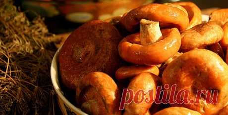 Засолка рыжиков на зиму холодным способом вкусный рецепт с фото пошагово и видео - TvCook.ru