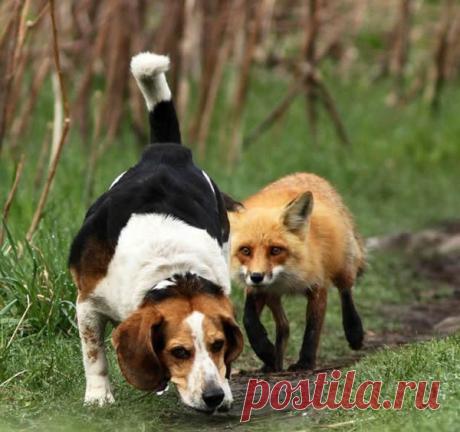 Как охотиться с гончими на лисицу?