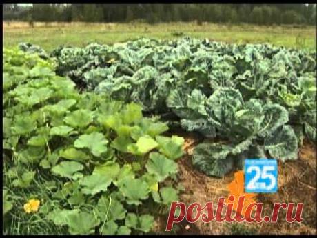 СОБИРАЮТ ТОННУ КАРТОФЕЛЯ С СОТКИ, НЕСМОТРЯ НА ЗАСУХУ. УНИКАЛЬНАЯ МЕТОДИКА ОТ КАШИНСКОГО АГРОНОМА