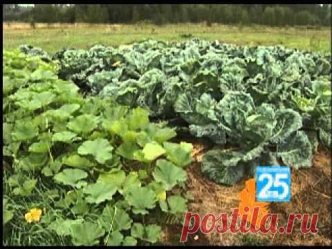 СОБИРАЮТ ТОННУ КАРТОФЕЛЯ С СОТКИ, НЕСМОТРЯ НА ЗАСУХУ. УНИКАЛЬНАЯ МЕТОДИКА ОТ КАШИНСКОГО АГРОНОМА