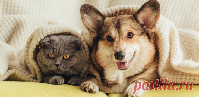 5 причин завести домашнее животное