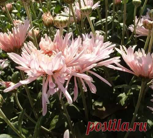 Черенкование хризантем: как, когда, сколько