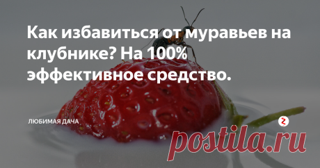 Как избавиться от муравьев на клубнике? На 100% эффективное средство. Наверняка, многие из вас наблюдали такую картину. Стоит куст клубники, вроде здоровый, без пятен на листьях, без гнили на ягодах, а в самом центре, кустик засыпан мельчайшими частицами земли, словно песком и со временем этот куст погибает.
Если присесть и понаблюдать за таким кустиком, то очень скоро можно заметить активное движение мелких насекомых - это муравьи!
В данном случаи муравьи являются