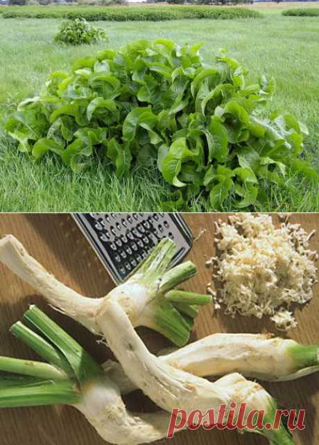 &quot;Давление - на хрен!&quot; (информация гипертоникам)