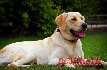 Dogster собрал данные о породах собак, которые чаще всего выбирают в разных штатах США.