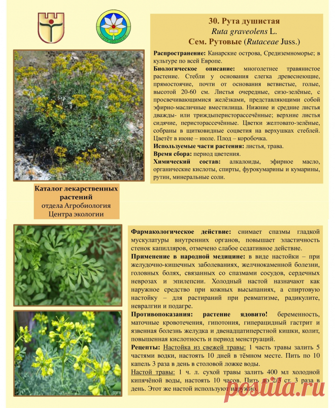 Рута душистая