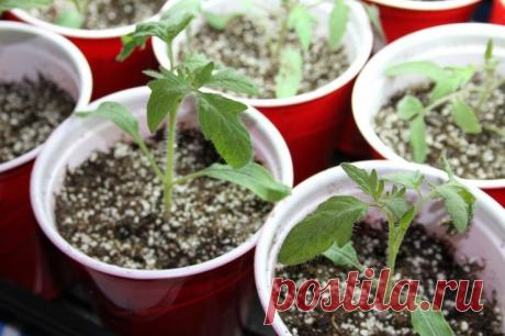 Китайский способ выращивания рассады томатов | Антонов сад - дача и огород | Яндекс Дзен